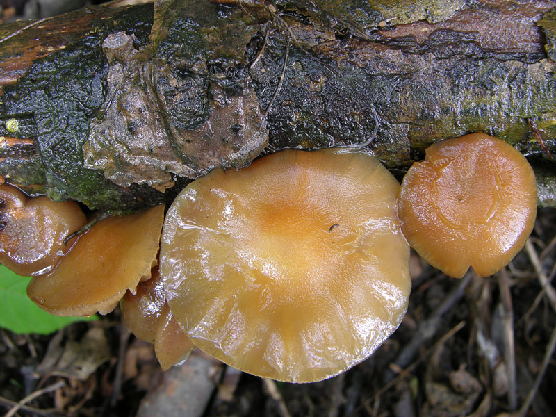 Eccoli i funghi.......